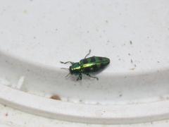 Chrysobothris melazona