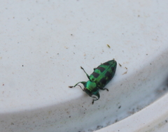 Chrysobothris melazona