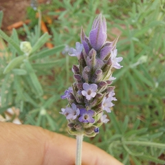 Lavandula dentata