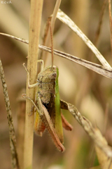 Chorthippus dorsatus