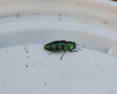 Chrysobothris melazona
