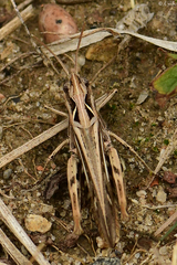 Glyptobothrus