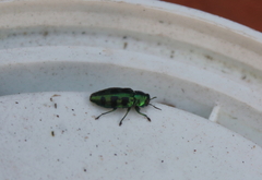 Chrysobothris melazona