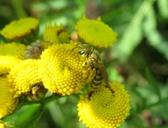 Halictus subauratus