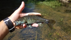 Micropterus cahabae