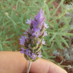 Lavandula dentata