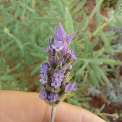 Lavandula dentata