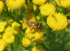 Halictus subauratus