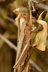 Chorthippus dorsatus