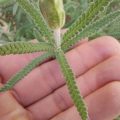Lavandula dentata
