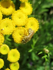 Halictus subauratus