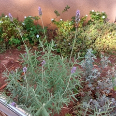 Lavandula dentata