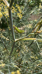 Papilio zelicaon