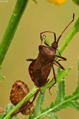 Coreus marginatus