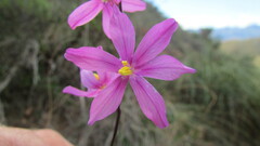 Ixia simulans
