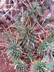 Euphorbia braunsii
