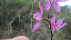 Ixia simulans