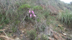 Ixia simulans