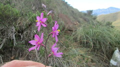 Ixia simulans