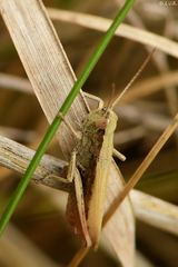 Chorthippus dorsatus