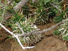 Euphorbia braunsii
