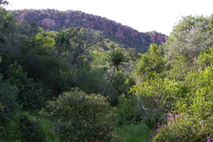 Dracaena transvaalensis