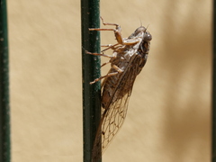 Cicada barbara