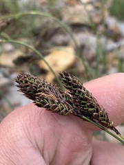 Carex chalciolepis