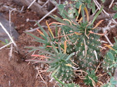 Euphorbia braunsii
