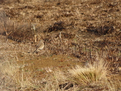 Anthus vaalensis vaalensis