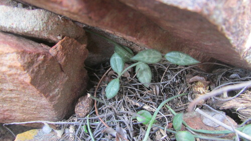Ceropegia occulta