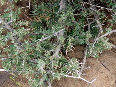 Euphorbia braunsii