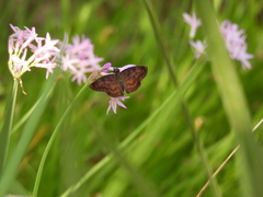 Anastrus sempiternus sempiternus