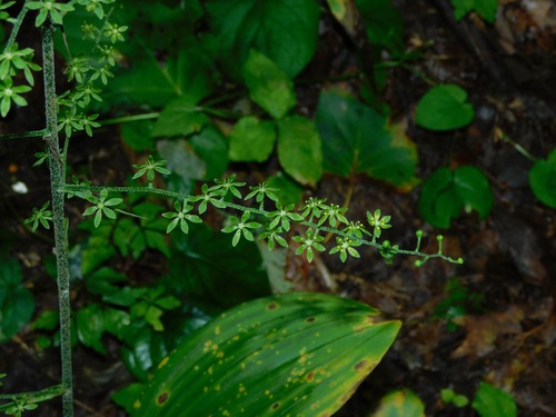 Melanthium parviflorum (Melanthium parviflorum)