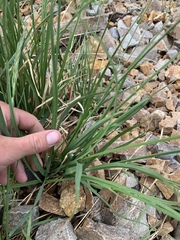 Carex chalciolepis