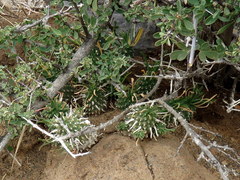 Euphorbia braunsii