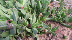 Acrodon purpureostylus