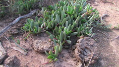 Acrodon purpureostylus