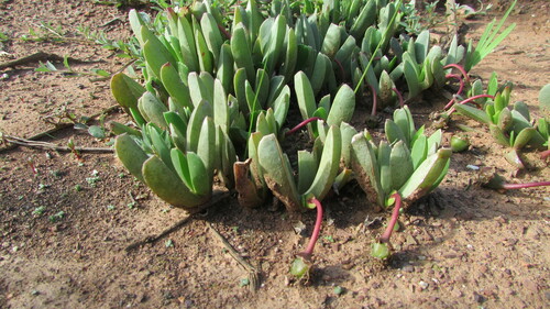 Image of Breede Tiptoothfig by (c) James Deacon, some rights reserved (CC BY-SA)