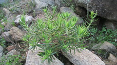 Crassula multiflora