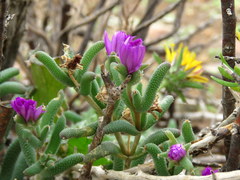 Trichodiadema setuliferum