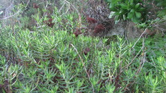 Crassula multiflora
