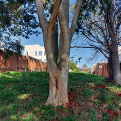 Albizia niopoides