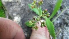 Crassula simulans