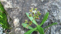 Crassula simulans