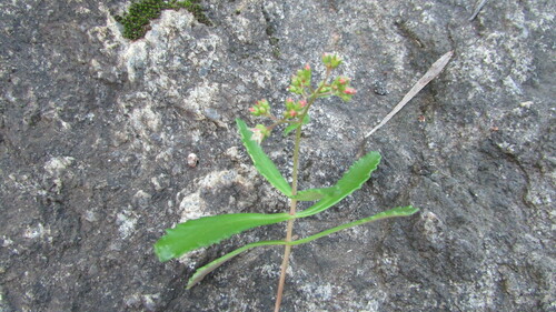 Crassula simulans