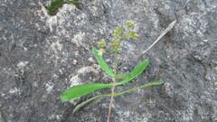 Crassula simulans