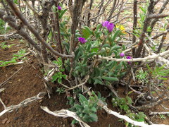 Trichodiadema setuliferum