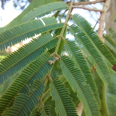 Albizia niopoides