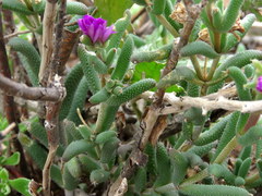 Trichodiadema setuliferum